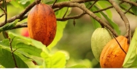 Caf�-cacao : la C�te d�Ivoire ouvre une nouvelle campagne