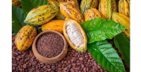 Fili�re caf�-cacao : les producteurs du Haut-Sassandra rejettent les appels � la gr�ve
