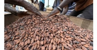 Cacao: le Climat menace toujours