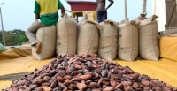 Cacao : vers une transformation locale estimée à 49 %